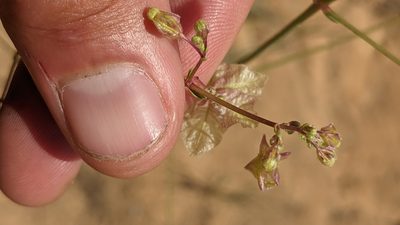 Mirabilis linearis, photographed by Darrin Gobble