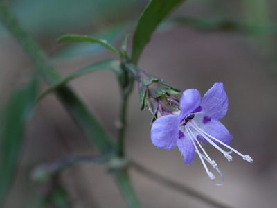 Strobilanthes ciliata, photographed by Dinesh Valke