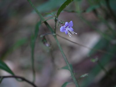 Strobilanthes ciliata, photographed by Dinesh Valke