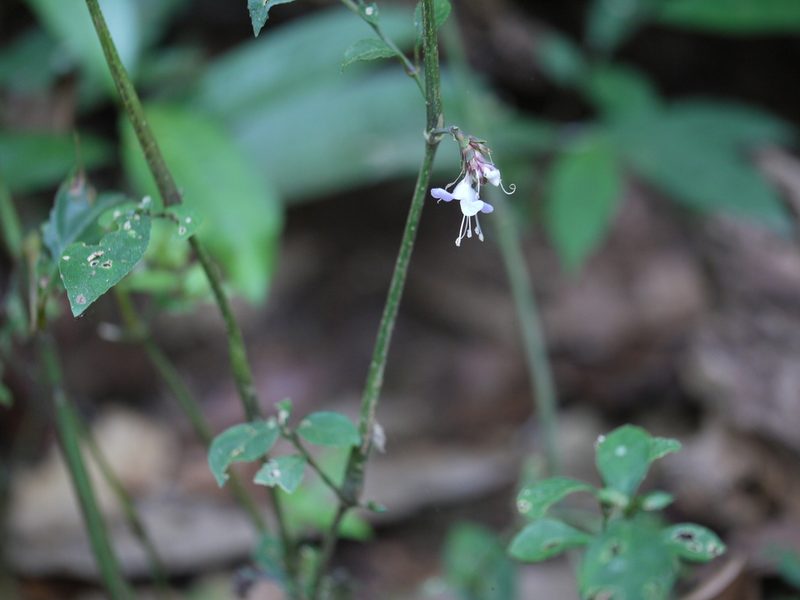 Strobilanthes ciliata, photographed by Dinesh Valke