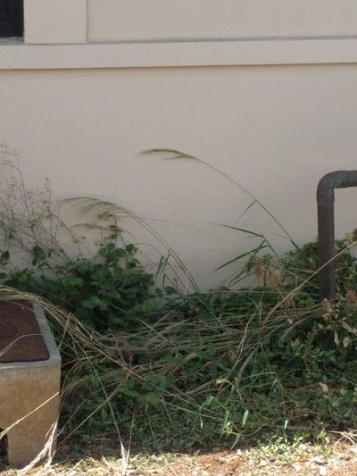 Digitaria insularis, photographed by Kevin Faccenda