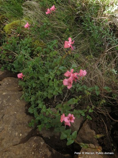 Diascia anastrepta, photographed by Peter Warren