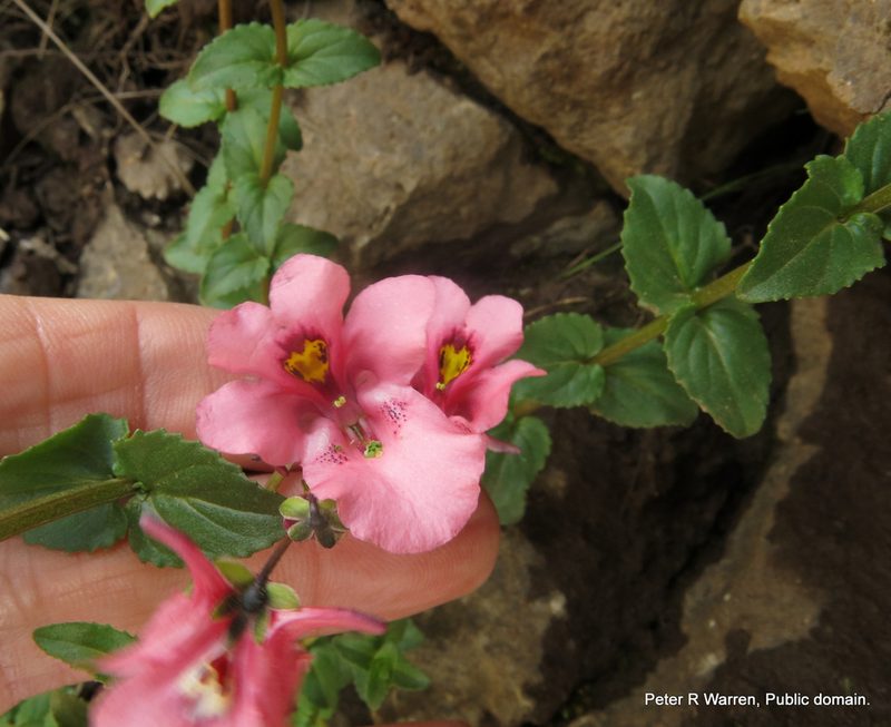 Diascia anastrepta, photographed by Peter Warren