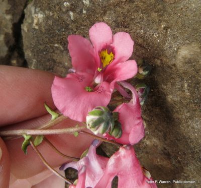 Diascia anastrepta, photographed by Peter Warren