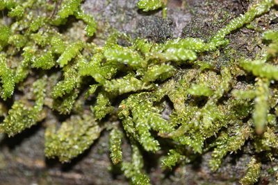 Weymouthia cochlearifolia, photographed by Joe Dillon