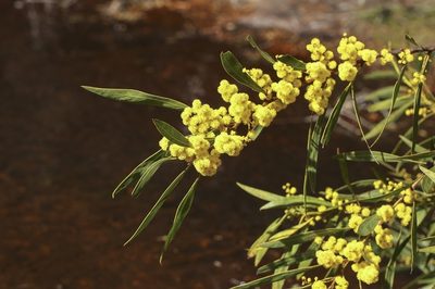Acacia rubida, photographed by dhfischer