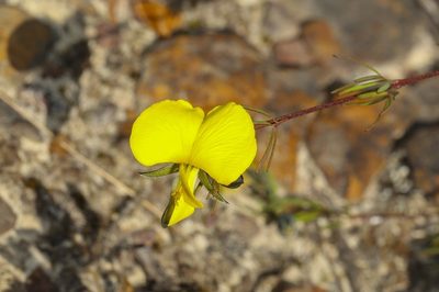 Gompholobium glabratum, photographed by dhfischer