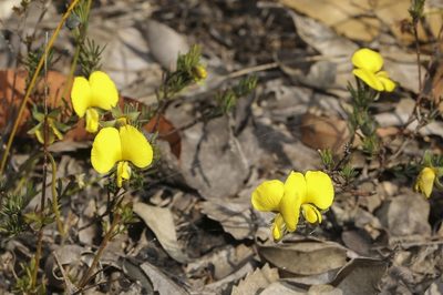 Gompholobium glabratum, photographed by dhfischer