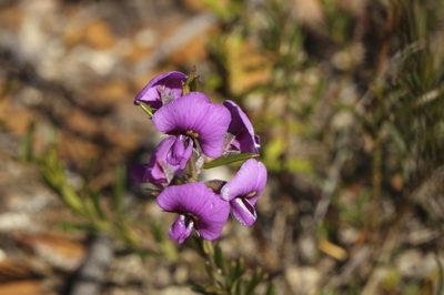 Mirbelia speciosa, photographed by dhfischer