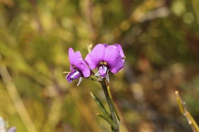 Mirbelia speciosa, photographed by dhfischer