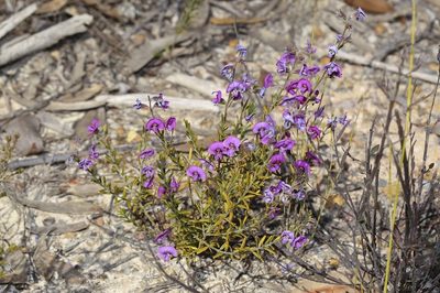 Mirbelia speciosa, photographed by dhfischer