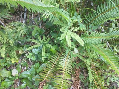 Boykinia occidentalis, photographed by Drew Meyer