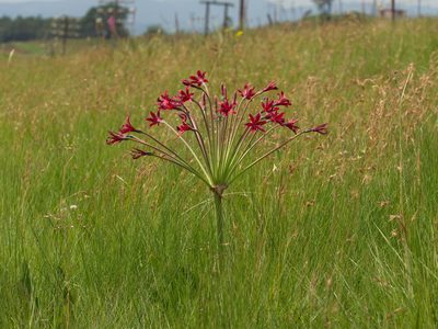 Brunsvigia undulata, photographed by Peter Archdale