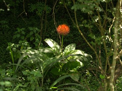 Scadoxus multiflorus, photographed by Peter Archdale