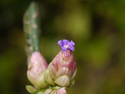 Strobilanthes heyneana, photographed by Dinesh Valke
