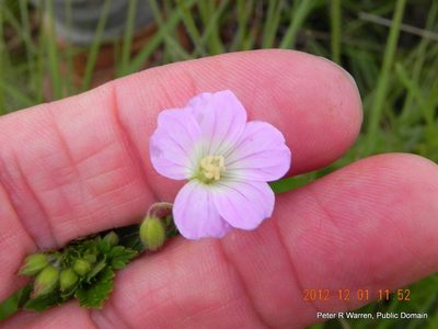Geranium pulchrum, photographed by Peter Warren