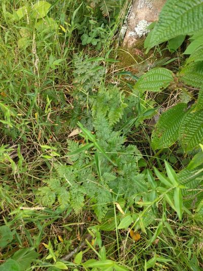 Davallia fejeensis, photographed by Kevin Faccenda