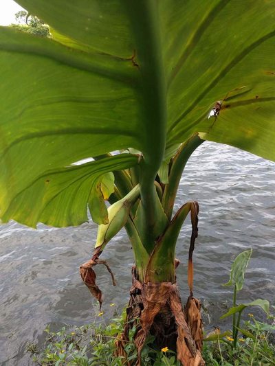 Typhonodorum lindleyanum, photographed by Kevin Faccenda