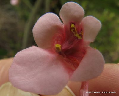 Diascia cordata, photographed by Peter Warren