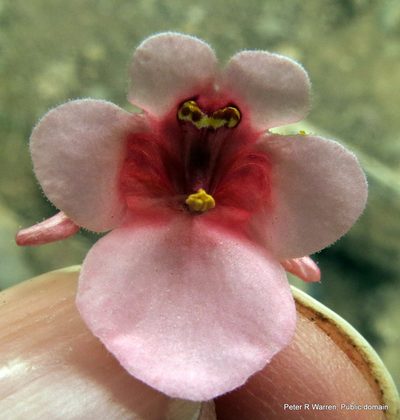 Diascia cordata, photographed by Peter Warren