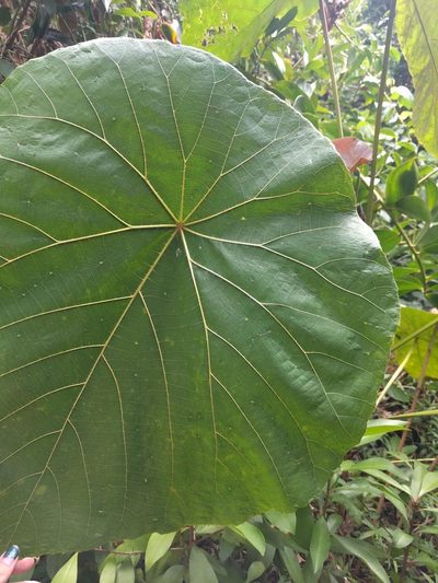 Macaranga mappa, photographed by Kevin Faccenda