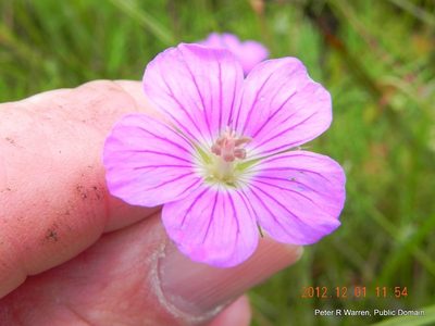 Geranium multisectum, photographed by Peter Warren