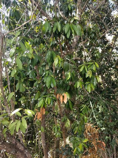 Pimenta dioica, photographed by Kevin Faccenda