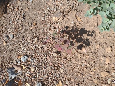 Berberis pumila, photographed by Drew Meyer