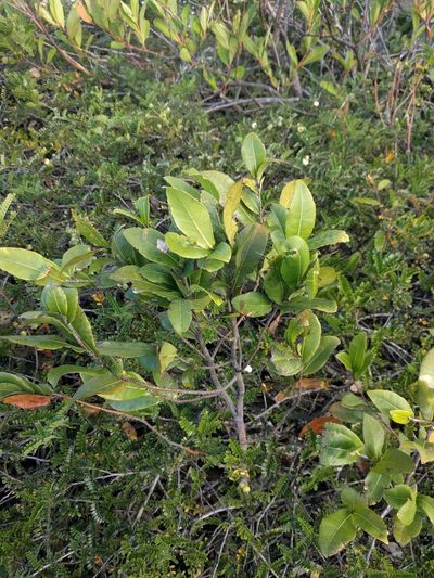 Ochna thomasiana, photographed by Kevin Faccenda