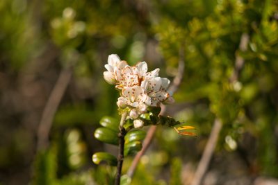 Osteomeles anthyllidifolia, photographed by Kevin Faccenda