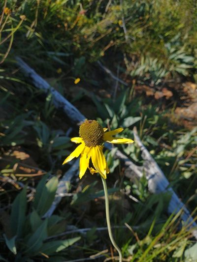 Rudbeckia glaucescens, photographed by Drew Meyer