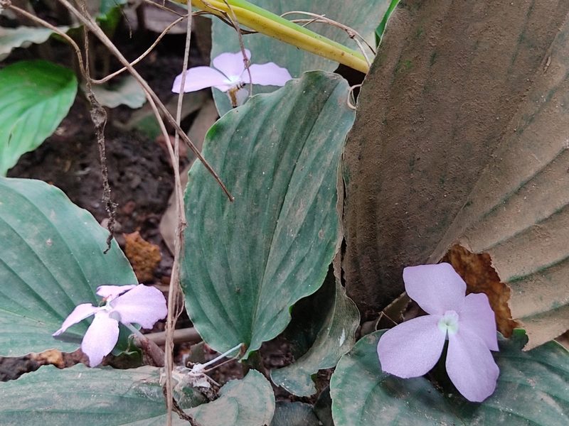 Kaempferia elegans, photographed by Adithyan A Saj