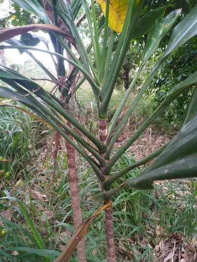 Cordyline manners-suttoniae, photographed by Steve Fitzgerald
