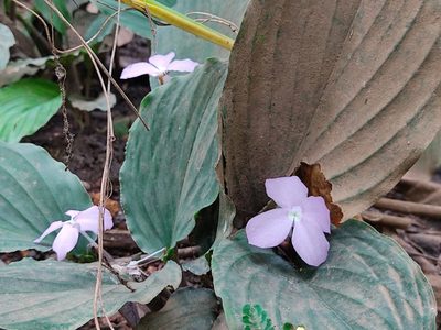 Kaempferia elegans, photographed by Adithyan A Saj