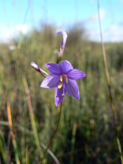 Geissorhiza purpurascens, photographed by Jacques van der Merwe