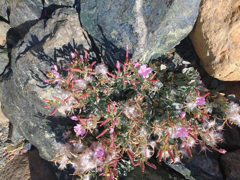 Epilobium rigidum, photographed by Drew Meyer