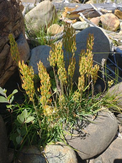 Narthecium californicum, photographed by Drew Meyer