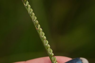 Paspalum pilosum, photographed by Kevin Faccenda