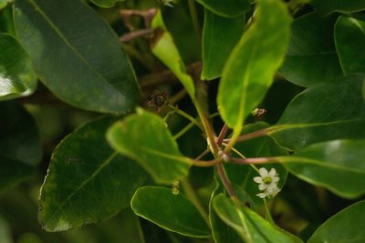 Ilex anomala, photographed by Kevin Faccenda