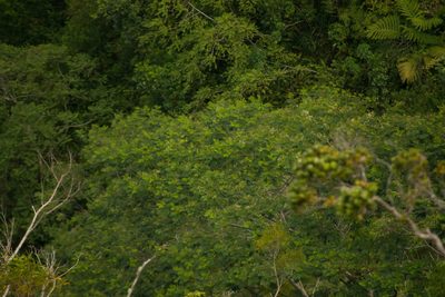 Falcataria falcata, photographed by Kevin Faccenda