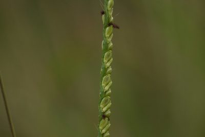 Paspalum pilosum, photographed by Kevin Faccenda