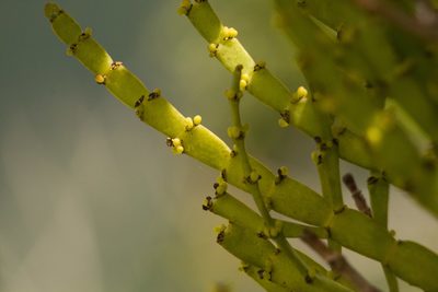 Korthalsella taenioides, photographed by Kevin Faccenda