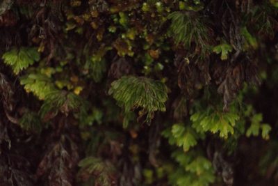 Hymenophyllum lanceolatum, photographed by Kevin Faccenda