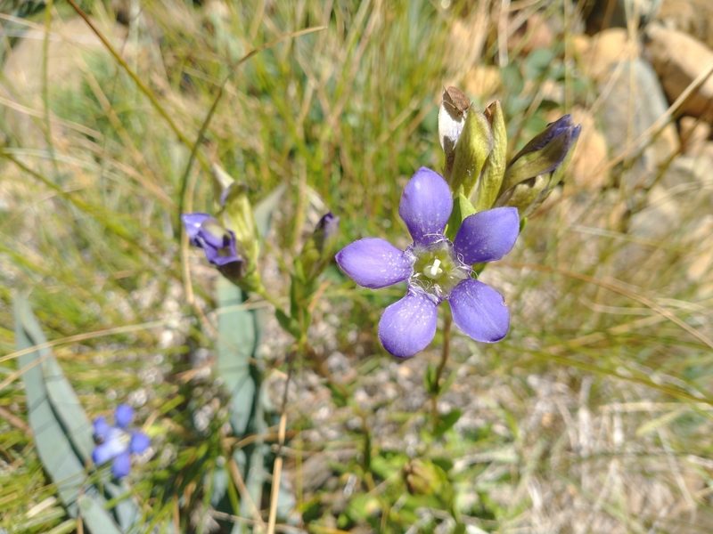 Gentiana setigera, photographed by Drew Meyer