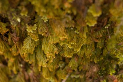 Hymenophyllum obtusum, photographed by Kevin Faccenda