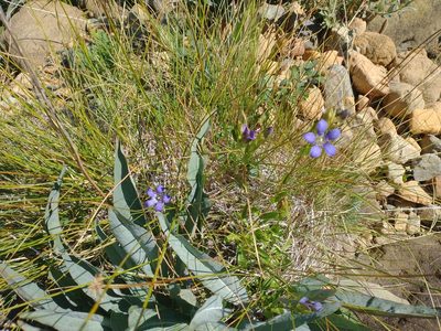 Gentiana setigera, photographed by Drew Meyer