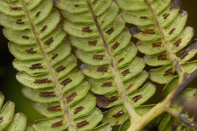 Sadleria pallida, photographed by Kevin Faccenda
