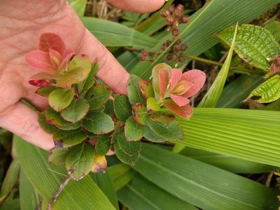 Vaccinium dentatum, photographed by Kevin Faccenda