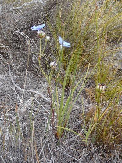 Aristea oligocephala, photographed by Nicola van Berkel