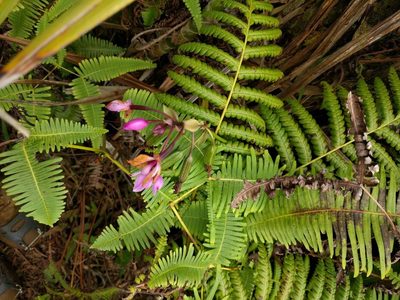 Spathoglottis plicata, photographed by Kevin Faccenda